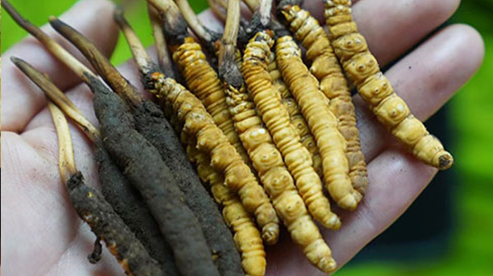 东强堂甄选：西藏那曲野生鲜冬虫夏草，尝鲜滋补正当时
