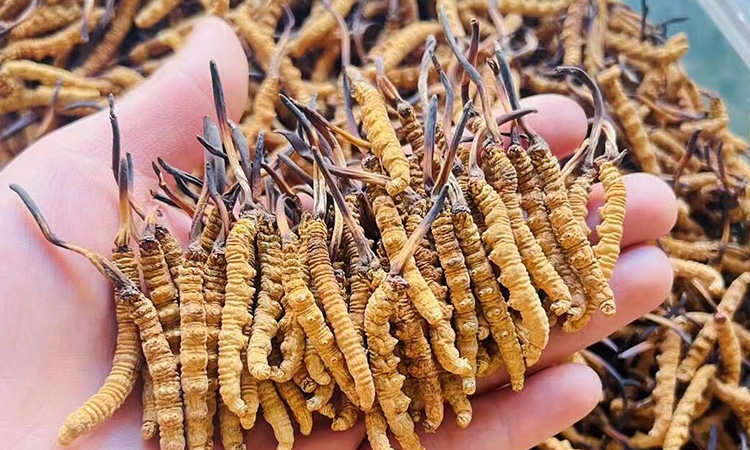 东强堂视角：2025野生冬虫夏草行情解析，那曲源头虫草成市场核心锚点