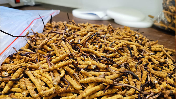 慧眼识珍草：东强堂教你掌握冬虫夏草核心鉴别要点