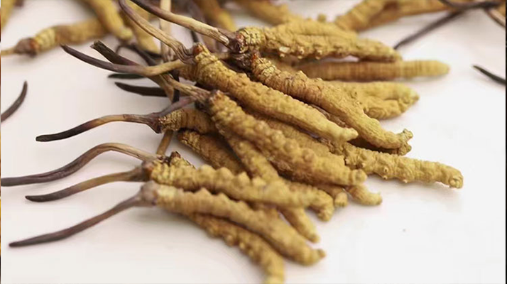 供需博弈下的价值坚守：野生冬虫夏草今日行情解析及东强堂源头保障