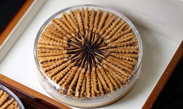 1克冬虫夏草大概有几根