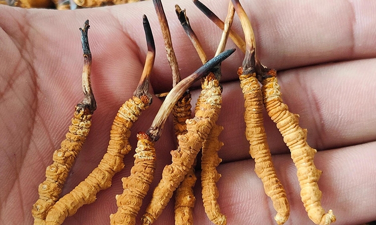 那曲冬虫夏草精选头期