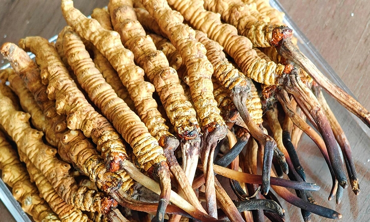 慧眼识珍草：东强堂教你冬虫夏草真伪鉴别全攻略