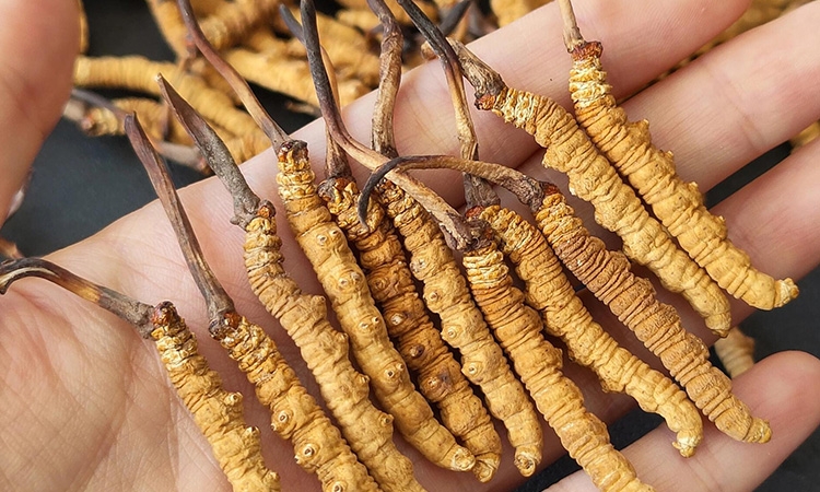 熬汤用冬虫夏草怎么保存？东强堂那曲虫草：3 大核心技巧锁鲜营养