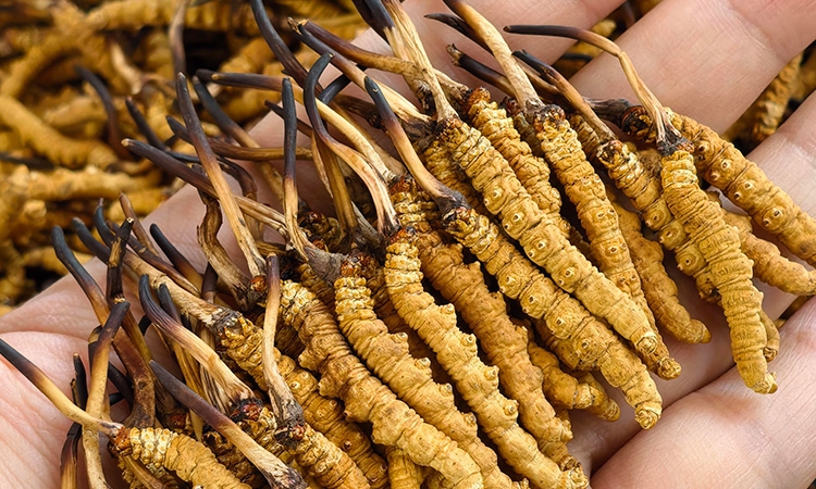 冬虫夏草市场报价怎么看？东强堂那曲源头揭秘：透明报价才是真性价比