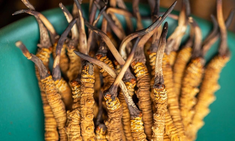 冬虫夏草坏了怎么辨？东强堂：掌握6大鉴别法，避开变质陷阱