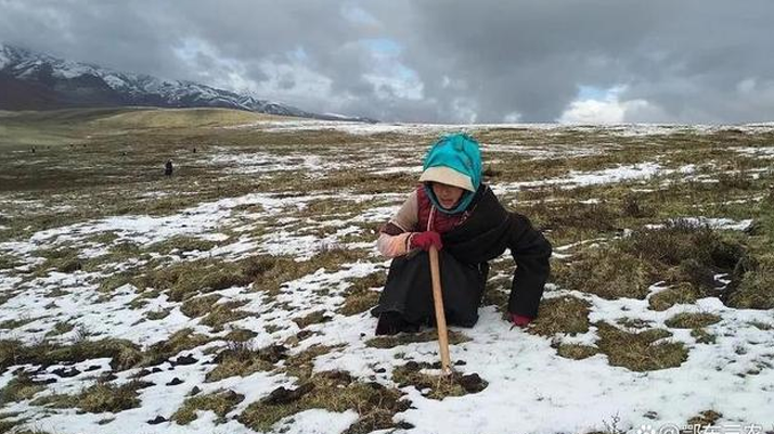 敬畏雪域馈赠：东强堂践行那曲虫草可持续采