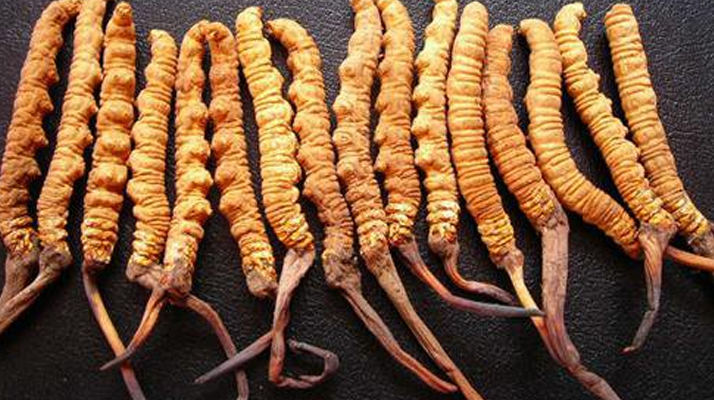 冬虫夏草变虫后是什么样？东强堂解锁那曲虫草的虫体奥秘