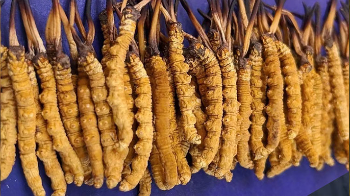 雪域秘境的生命奇迹：东强堂那曲冬虫夏草的