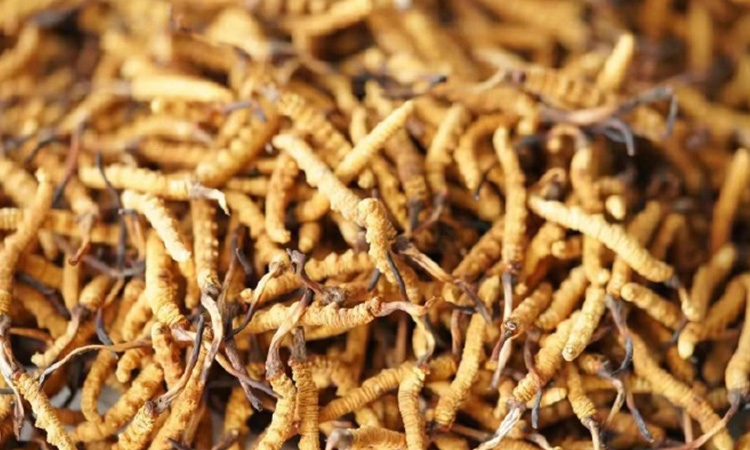 东强堂那曲冬虫夏草：不同品类最佳保存时长