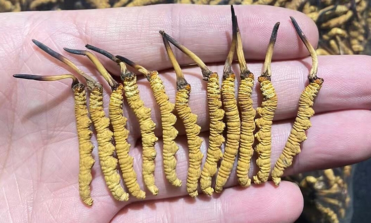 四步鉴别虫草优劣 东强堂教你锁定正宗那曲