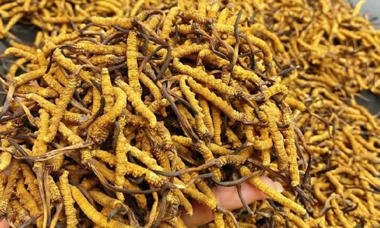 今日虫草价｜东强堂揭秘2026那曲冬虫夏草，一克到底多少钱？