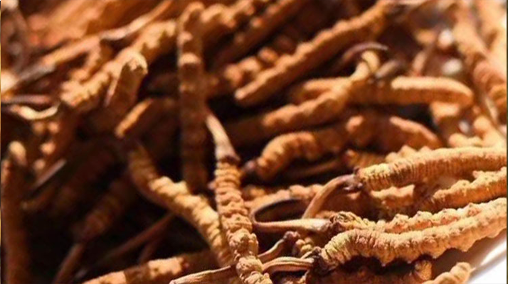 数据揭秘｜东强堂那曲冬虫夏草，这些人群食用最适配