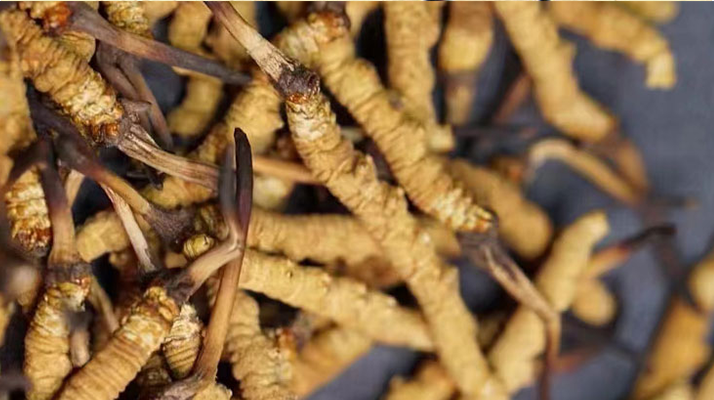 野生鲜冬虫夏草多少钱一克？东强堂那曲源头价，拒绝溢价更安心