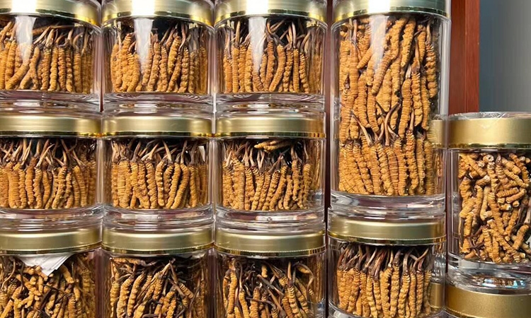 冬虫夏草虫体鉴别特征详解，东强堂那曲源头品牌教你辨好虫、选好草