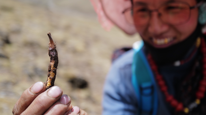 雪域采挖正当时，详解冬虫夏草最佳采挖季——东强堂坚守那曲头期珍品