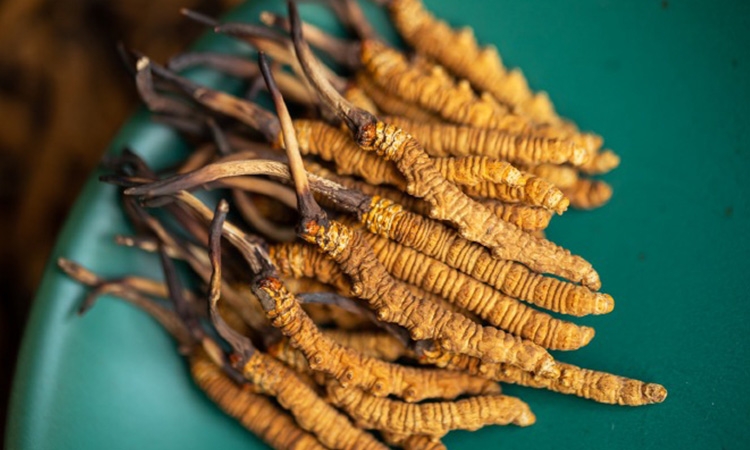 冬虫夏草10克多少钱？东强堂那曲源头品牌，透明定价不踩坑