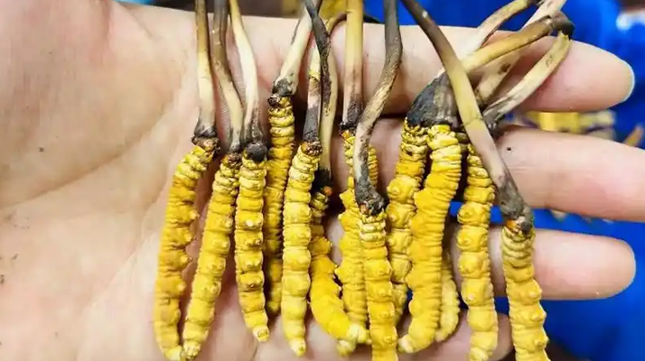 新鲜玉树冬虫夏草保存方法，东强堂那曲源头品牌教你锁鲜留营养