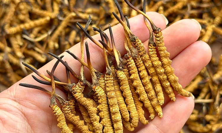 东强堂那曲冬虫夏草：尺寸分级详解，藏地珍品的规格密码