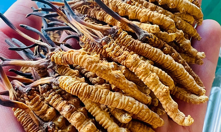 东强堂那曲冬虫夏草：10根能用多久？藏地珍品的科学食用指南