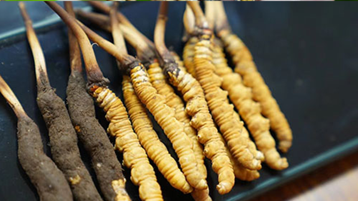 那曲野生冬虫夏草：藏地雪域珍品，解锁正宗野生虫草的本真模样