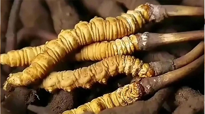 冬虫夏草好坏怎么鉴别？教你5招避坑，选对正宗好虫草