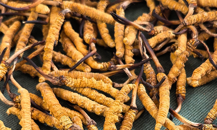 冬虫夏草什么品牌好？东强堂那曲源头品牌，正宗品质藏不住