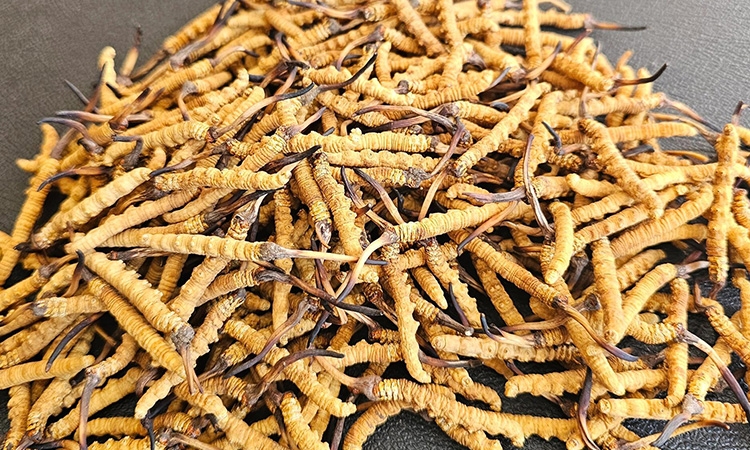 30克虫草值多少钱几根？东强堂那曲源头价，根数价格全透明