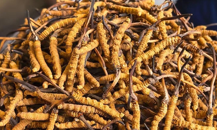 雪域珍草，智启新程——东强堂视角下冬虫夏草市场机会深度分析