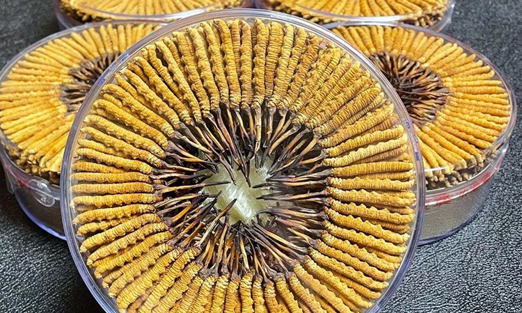 解密冬虫夏草变白真相——东强堂教你分清正常变白与变质风险