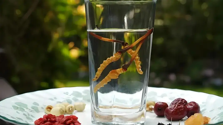 10斤酒加多少冬虫夏草？东强堂那曲虫草泡酒指南，解锁正宗滋补力