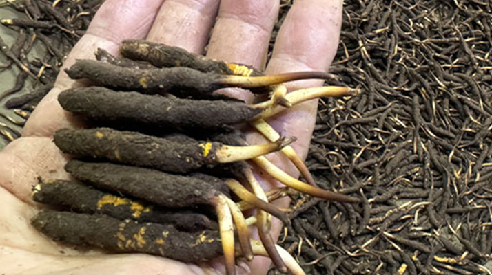 藏地鲜珍护养有道——东强堂那曲带泥冬虫夏草保存指南