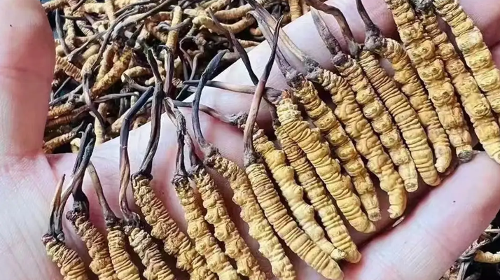 解密冬虫夏草有效化学成分，东强堂那曲虫草守护纯粹滋养力