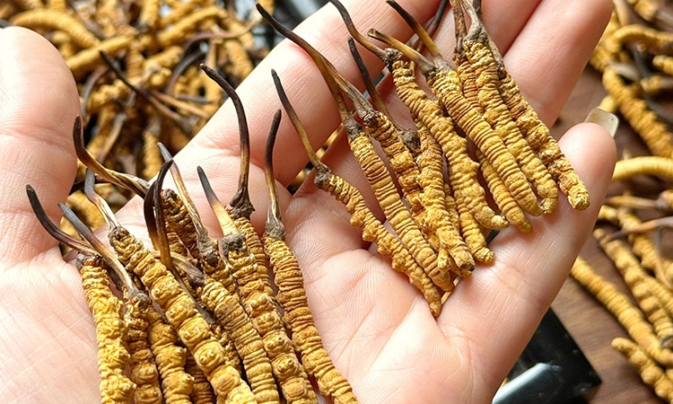 2026冬虫夏草品牌销量排行榜，东强堂那曲源头品牌稳居前列