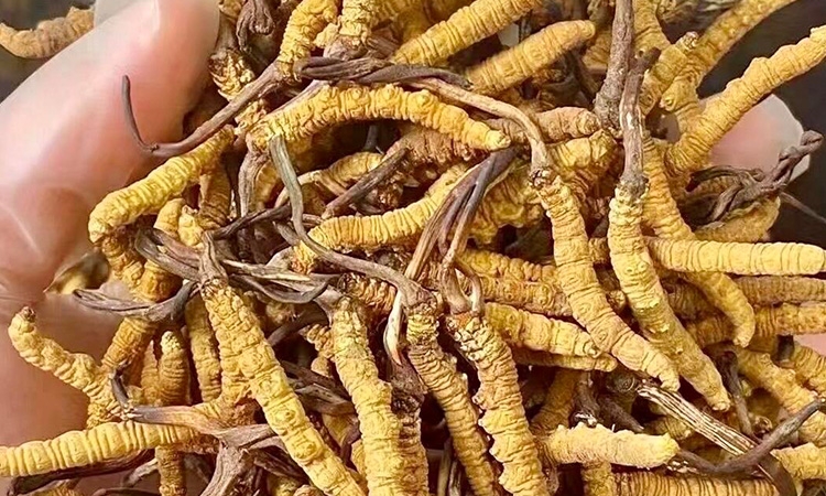 冬虫夏草哪里有卖？东强堂那曲源头品牌教你选对渠道、买对苗